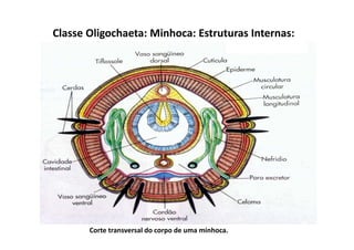 Classe Oligochaeta: Minhoca: Estruturas Internas:




       Corte transversal do corpo de uma minhoca.
 