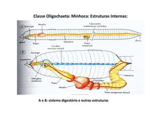 Classe Oligochaeta: Minhoca: Estruturas Internas:




  A e B: sistema digestório e outras estruturas.
 