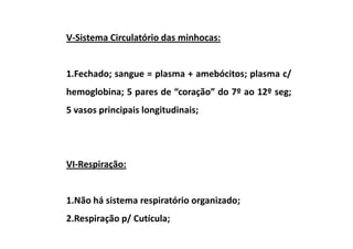 V-Sistema Circulatório das minhocas:


1.Fechado; sangue = plasma + amebócitos; plasma c/
hemoglobina; 5 pares de “coração” do 7º ao 12º seg;
5 vasos principais longitudinais;




VI-Respiração:


1.Não há sistema respiratório organizado;
2.Respiração p/ Cutícula;
 