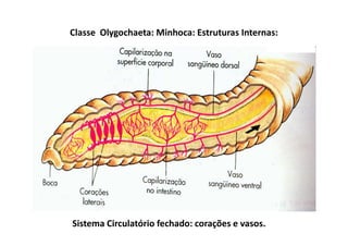 Classe Olygochaeta: Minhoca: Estruturas Internas:




Sistema Circulatório fechado: corações e vasos.
 