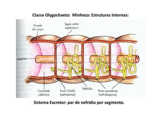 Classe Olygochaeta: Minhoca: Estruturas Internas:




Sistema Excretor: par de nefrídio por segmento.
 