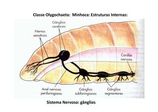 Classe Olygochaeta: Minhoca: Estruturas Internas:




       Sistema Nervoso: gânglios
 
