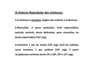 IX-Sistema Reprodutor das minhocas:

1.A minhoca é monóica; órgãos são ventrais e anteriores;

2.Masculino: 2 pares testículos; funil espermático;
vesícula seminal; ducto deferente; poro masculino ou
ducto espermático (15º seg);

3.Feminino: 1 par de ovário (13º seg); funil do oviduto;
sacos ovulares; 1 par oviduto (14º seg); 2 pares
receptáculos seminais (entre 9º e 10º; 10º e 11º seg);
 
