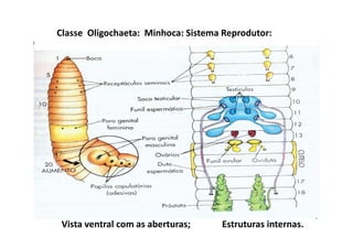 Classe Oligochaeta: Minhoca: Sistema Reprodutor:




 Vista ventral com as aberturas;    Estruturas internas.
 