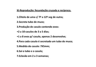 XI-Reprodução: fecundação cruzada e recíproca.

1.Clitelo de uma c/ 7º a 12º seg de outra;
2.Secreta tubo de muco;
3.Produção de casulo contendo ovos:
•2 a 10 casulos de 3 a 5 dias;
•1 a 8 ovos p/ casulo, apenas 2 desenvolve;
4.Para cada casulo é secretado um tubo de muco;
5.Medida do casulo: 7X5mm;
6.Sai o tubo e o casulo;
7.Eclosão em 2 a 3 semanas;
 