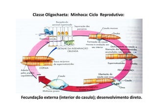 Classe Oligochaeta: Minhoca: Ciclo Reprodutivo:




Fecundação externa (interior do casulo); desenvolvimento direto.
 