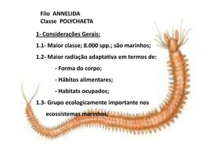 Filo ANNELIDA
 Classe POLYCHAETA

1- Considerações Gerais:
1.1- Maior classe; 8.000 spp.; são marinhos;
1.2- Maior radiação adaptativa em termos de:
       - Forma do corpo;
       - Hábitos alimentares;
       - Habitats ocupados;
1.3- Grupo ecologicamente importante nos
   ecossistemas marinhos;
 