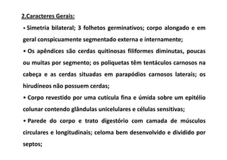 2.Caracteres Gerais:
• Simetria bilateral; 3 folhetos germinativos; corpo alongado e em

geral conspicuamente segmentado externa e internamente;
• Os apêndices são cerdas quitinosas filiformes diminutas, poucas
ou muitas por segmento; os poliquetas têm tentáculos carnosos na
cabeça e as cerdas situadas em parapódios carnosos laterais; os
hirudíneos não possuem cerdas;
• Corpo revestido por uma cutícula fina e úmida sobre um epitélio
colunar contendo glândulas unicelulares e células sensitivas;
• Parede do corpo e trato digestório com camada de músculos
circulares e longitudinais; celoma bem desenvolvido e dividido por
septos;
 