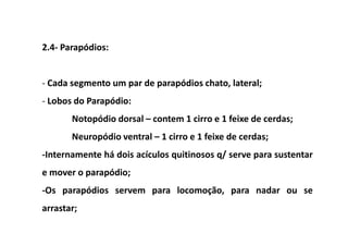 2.4- Parapódios:


- Cada segmento um par de parapódios chato, lateral;
- Lobos do Parapódio:
       Notopódio dorsal – contem 1 cirro e 1 feixe de cerdas;
       Neuropódio ventral – 1 cirro e 1 feixe de cerdas;
-Internamente há dois acículos quitinosos q/ serve para sustentar
e mover o parapódio;
-Os parapódios servem para locomoção, para nadar ou se
arrastar;
 