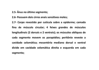 2.5- Ânus no último segmento;
2.6- Possuem dois cirros anais sensitivos moles;
2.7- Corpo revestido por cutícula sobre a epiderme; camada
fina de músculo circular; 4 feixes grandes de músculos
longitudinais (2 dorsais e 2 ventrais); os músculos oblíquos de
cada segmento movem os parapódios; peritônio reveste a
cavidade celomática; mesentério mediano dorsal e ventral
divide em cavidade celomática direita e esquerda em cada
segmento;
 