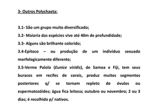 3- Outros Polychaeta:


3.1- São um grupo muito diversificado;
3.2- Maioria das espécies vive até 40m de profundidade;
3.3- Alguns são brilhante colorido;
3.4-Epítoco   –     ou        produção   de   um    indivíduo   sexuado
morfologicamente diferente;
3.5-Verme Palolo (Eunice viridis), de Samoa e Fiji, tem seus
buracos em recifes de corais, produz muitos segmentos
posteriores    q/        se     tornam    repleto    de    óvulos   ou
espermatozóides; água fica leitosa; outubro ou novembro; 2 ou 3
dias; é recolhido p/ nativos.
 