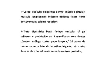 Corpo: cutícula; epiderme; derme; músculo circular;
músculo longitudinal; músculo oblíquo; faixas fibras
dorsoventrais; celoma reduzido;


  Trato digestório: boca; faringe muscular c/ gls
salivares e probóscide ou 3 mandíbulas com dentes
córneos; esôfago curto; papo longo c/ 20 pares de
bolsas ou cecos laterais; intestino delgado; reto curto;
ânus se abre dorsalmente antes da ventosa posterior;
 