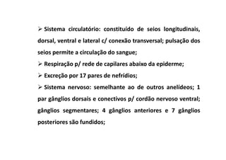 Sistema circulatório: constituído de seios longitudinais,
dorsal, ventral e lateral c/ conexão transversal; pulsação dos
seios permite a circulação do sangue;
  Respiração p/ rede de capilares abaixo da epiderme;
  Excreção por 17 pares de nefrídios;
  Sistema nervoso: semelhante ao de outros anelídeos; 1
par gânglios dorsais e conectivos p/ cordão nervoso ventral;
gânglios segmentares; 4 gânglios anteriores e 7 gânglios
posteriores são fundidos;
 