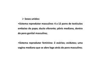 Sexos unidos:
•Sistema reprodutor masculino: 4 a 12 pares de testículos
embaixo do papo; ducto eferente; pênis mediano, dentro
do poro genital masculino;


•Sistema reprodutor feminino: 2 ovários; ovidutos; uma
vagina mediana que se abre logo atrás do poro masculino;
 