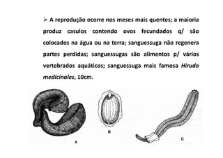 A reprodução ocorre nos meses mais quentes; a maioria
produz casulos contendo ovos fecundados q/ são
colocados na água ou na terra; sanguessuga não regenera
partes perdidas; sanguessugas são alimentos p/ vários
vertebrados aquáticos; sanguessuga mais famosa Hirudo
medicinales, 10cm.
 