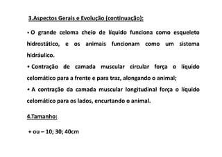 3.Aspectos Gerais e Evolução (continuação):

• O grande celoma cheio de líquido funciona como esqueleto

hidrostático, e os animais funcionam como um sistema
hidráulico.
• Contração de camada muscular circular força o líquido
celomático para a frente e para traz, alongando o animal;
• A contração da camada muscular longitudinal força o líquido
celomático para os lados, encurtando o animal.

4.Tamanho:

+ ou – 10; 30; 40cm
 