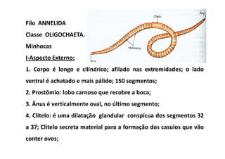 Filo ANNELIDA
Classe OLIGOCHAETA.
Minhocas
I-Aspecto Externo:
1. Corpo é longo e cilíndrico; afilado nas extremidades; o lado
ventral é achatado e mais pálido; 150 segmentos;
2. Prostômio: lobo carnoso que recobre a boca;
3. Ânus é verticalmente oval, no último segmento;
4. Clitelo: é uma dilatação glandular conspícua dos segmentos 32
a 37; Clitelo secreta material para a formação dos casulos que vão
conter ovos;
 