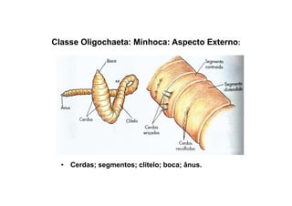 Classe Oligochaeta: Minhoca: Aspecto Externo:




  • Cerdas; segmentos; clitelo; boca; ânus.
 