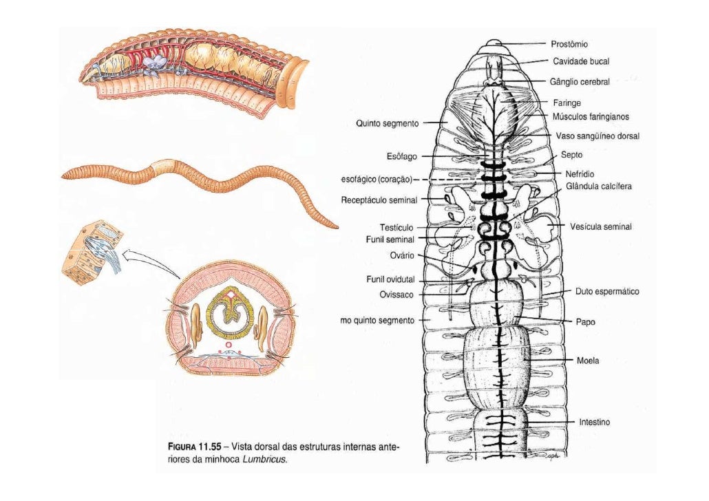 Microchaetus Oligochaeta: Anatomy _ Lumbricus terrestris – UQZT
