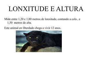 LONXITUDE E ALTURA
Mide entre 1,20 e 1,80 metros de lonxitude, contando a cola , e
1,50 metros de alta.
Este animal en liberdade chega a vivir 12 anos.
 