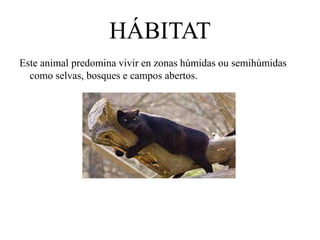 HÁBITAT
Este animal predomina vivir en zonas húmidas ou semihúmidas
como selvas, bosques e campos abertos.
 