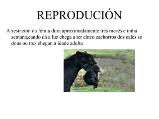 REPRODUCIÓN
A xestación da femia dura aproximadamente tres meses e unha
semana,cando dá a luz chega a ter cinco cachorros dos cales so
dous ou tres chegan a idade adulta.
 