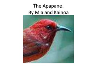 The Apapane!By Mia and Kainoa 