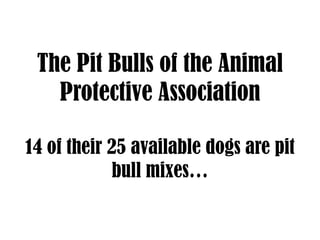 The Pit Bulls of the Animal
   Protective Association

14 of their 25 available dogs are pit
            bull mixes…
 