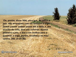 Ele, porém, disse: Não; para que, ao colher o
joio, não arranqueis com ele também o trigo.
Deixai crescer ambos juntos até a ceifa; e, por
ocasião da ceifa, direi aos ceifeiros: Ajuntai
primeiro o joio, e atai-o em molhos para o
queimar; o trigo, porém, recolhei-o no meu
celeiro. (Mt 13:29-30)
 