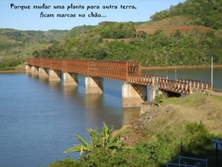 Porque  mudar  uma  planta  para  outra  terra, ficam  marcas  no  chão... 