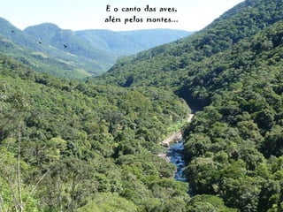 E  o  canto  das  aves, além  pelos  montes... 