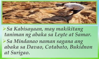 Sa Kabisayaan, may makikitang
taniman ng abaka sa Leyte at Samar.
Sa Mindanao naman sagana ang
abaka sa Davao, Cotabato, Bukidnon
at Surigao.
 