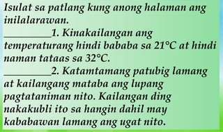 Isulat sa patlang kung anong halaman ang
inilalarawan.
_________1. Kinakailangan ang
temperaturang hindi bababa sa 21°C at hindi
naman tataas sa 32°C.
_________2. Katamtamang patubig lamang
at kailangang mataba ang lupang
pagtataniman nito. Kailangan ding
nakakubli ito sa hangin dahil may
kababawan lamang ang ugat nito.
 