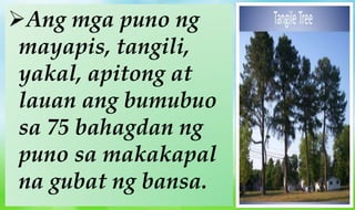 Ang mga puno ng
mayapis, tangili,
yakal, apitong at
lauan ang bumubuo
sa 75 bahagdan ng
puno sa makakapal
na gubat ng bansa.
 