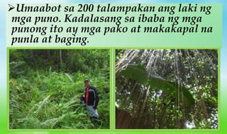 Umaabot sa 200 talampakan ang laki ng
mga puno. Kadalasang sa ibaba ng mga
punong ito ay mga pako at makakapal na
punla at baging.
 