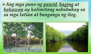 Ang mga puno ng pawid, baging at
bakawan ay kalimitang nabubuhay sa
sa mga latian at bunganga ng ilog.
 