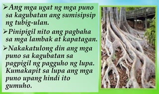 Ang mga ugat ng mga puno
sa kagubatan ang sumisipsip
ng tubig-ulan.
Pinipigil nito ang pagbaha
sa mga lambak at kapatagan.
Nakakatulong din ang mga
puno sa kagubatan sa
pagpigil ng pagguho ng lupa.
Kumakapit sa lupa ang mga
puno upang hindi ito
gumuho.
 