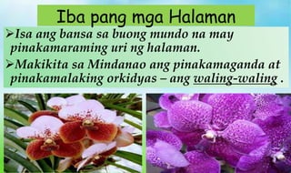 Isa ang bansa sa buong mundo na may
pinakamaraming uri ng halaman.
Makikita sa Mindanao ang pinakamaganda at
pinakamalaking orkidyas – ang waling-waling .
Iba pang mga Halaman
 