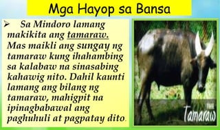  Sa Mindoro lamang
makikita ang tamaraw.
Mas maikli ang sungay ng
tamaraw kung ihahambing
sa kalabaw na sinasabing
kahawig nito. Dahil kaunti
lamang ang bilang ng
tamaraw, mahigpit na
ipinagbabawal ang
paghuhuli at pagpatay dito.
Mga Hayop sa Bansa
 