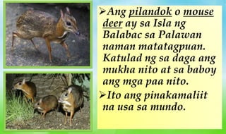 Ang pilandok o mouse
deer ay sa Isla ng
Balabac sa Palawan
naman matatagpuan.
Katulad ng sa daga ang
mukha nito at sa baboy
ang mga paa nito.
Ito ang pinakamaliit
na usa sa mundo.
 