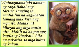 Ipinagmamalaki naman
ng taga-Bohol ang
tarsier. Tanging sa
madidilim na kagubatan
lamang makikita ang
mga ito. Malaki at
bilugan ang mga mata
nito. Maliit na hayop ang
kanilang kinakain. Sila
ay nakatira sa mga butas
ng kahoy.
 