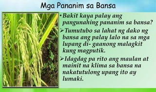 Mga Pananim sa Bansa
•Bakit kaya palay ang
pangunahing pananim sa bansa?
Tumutubo sa lahat ng dako ng
bansa ang palay lalo na sa mga
lupang di- gaanong malagkit
kung magputik.
Idagdag pa rito ang maulan at
mainit na klima sa bansa na
nakatutulong upang ito ay
lumaki.
 