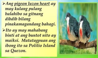 Ang pigeon luzon heart ay
may kulang pulang
balahibo sa gitnang
dibdib bilang
pinakamagandang bahagi.
Ito ay may mahabang
binti at ang buntot nito ay
maiksi. Matatagpuan ang
ibong ito sa Polilio Island
sa Quezon.
 