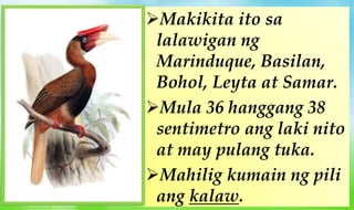 Makikita ito sa
lalawigan ng
Marinduque, Basilan,
Bohol, Leyta at Samar.
Mula 36 hanggang 38
sentimetro ang laki nito
at may pulang tuka.
Mahilig kumain ng pili
ang kalaw.
 