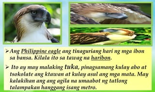 Ang Philippine eagle ang tinaguriang hari ng mga ibon
sa bansa. Kilala ito sa tawag na haribon.
 Ito ay may malaking tuka, pinagsamang kulay abo at
tsokolate ang ktawan at kulay asul ang mga mata. May
kalakihan ang ang agila na umaabot ng tatlong
talampakan hanggang isang metro.
 