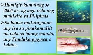 Humigit-kumulang sa
2000 uri ng mga isda ang
makikita sa Pilipinas.
Sa bansa matatagpuan
ang isa sa pinakamaliit
na isda sa buong mundo,
ang Pandaka pygmea o
tabios.
 