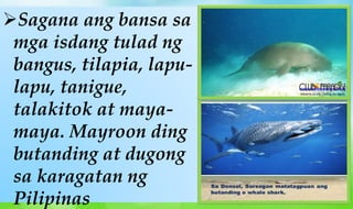 Sagana ang bansa sa
mga isdang tulad ng
bangus, tilapia, lapu-
lapu, tanigue,
talakitok at maya-
maya. Mayroon ding
butanding at dugong
sa karagatan ng
Pilipinas
 