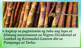 Angkop sa pagtatanim ng tubo ang lupa at
klimang nararanasan sa Negros Occidental at
Lambak ng Koronadal.Ganoon din sa
Pampanga at Tarlac.
 