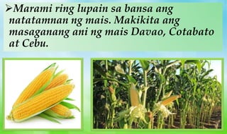 Marami ring lupain sa bansa ang
natatamnan ng mais. Makikita ang
masaganang ani ng mais Davao, Cotabato
at Cebu.
 