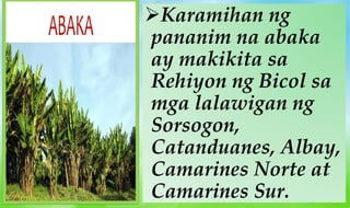 Karamihan ng
pananim na abaka
ay makikita sa
Rehiyon ng Bicol sa
mga lalawigan ng
Sorsogon,
Catanduanes, Albay,
Camarines Norte at
Camarines Sur.
 